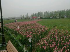 -荷兰花海