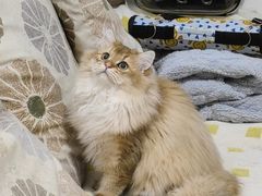 -喵zoo家庭繁育猫舍(尖东智能花园店)