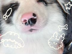 -Oh My Dog宠物沙龙(伊珊娜皮毛护理店)