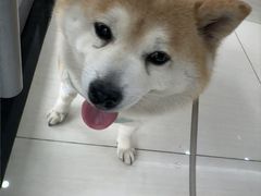 -全心全意连锁动物医院·微创中心·内科急重症·心脏专科(丰管路店)