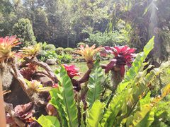 -深圳仙湖植物园