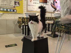 -平行世界·猫咖(首经贸店)