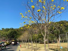 -野狸岛
