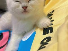 -屋虎猫馆(宝安大仟里店)