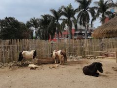 -泉州海丝野生动物世界