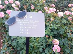 -立新湖公园