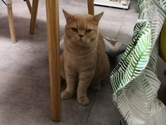 -团子家猫咪猫咖馆·柯基·柯尔鸭