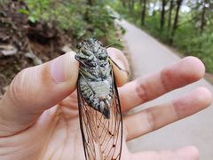 -北京西山国家森林公园