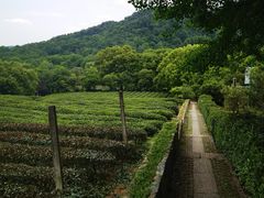 -中国茶叶博物馆(双峰馆区)