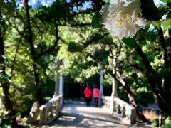 -叶家花园