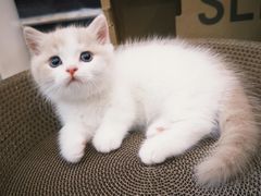 -欣宠猫屋·矮脚拿破仑·蓝金金渐层