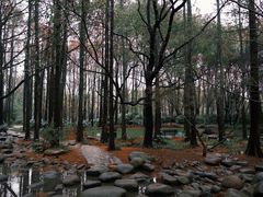 -上海共青森林公园