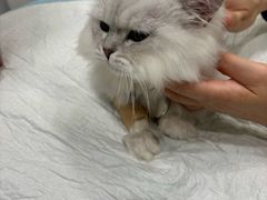 -艾吉宠物医院·疑难杂症转诊中心·猫友好(碧江路院)