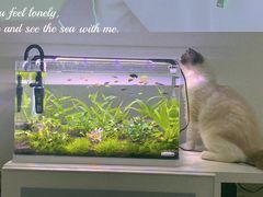 -猫十亿·布偶金渐层·曼基康矮脚猫舍(青年路店)