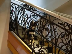-喜柴咖啡·柴犬狗咖