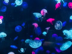 -珠海横琴长隆《卡卡虎奇遇记》