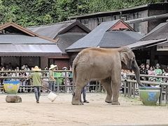 -野象谷景区