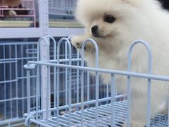 -中环花鸟鱼虫市场