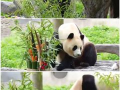 -卧龙中华大熊猫苑神树坪基地