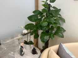 点击看大图 -智美品质医美