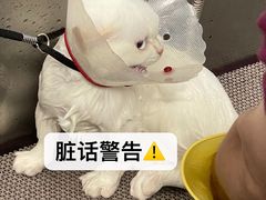 -美联众合爱康动物医院•复杂内科•肿瘤科•牙科•腔镜诊疗中心