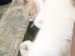 -猫咪博物馆(顶澳仔猫街店)