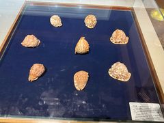 -青岛贝壳博物馆