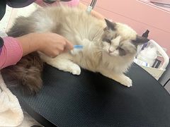 -PETKIT小佩宠物·低压洗护(国顺东路店)