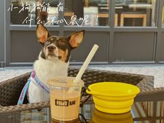 -爪吧宠物乐园·宠物泳池(温榆河示范区店)