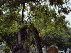 -西禅古寺售票处