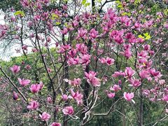 -广州市帽峰山景区