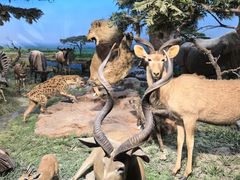 -国家自然博物馆