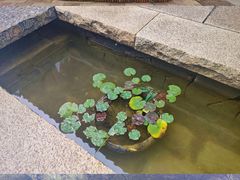 -诗经里