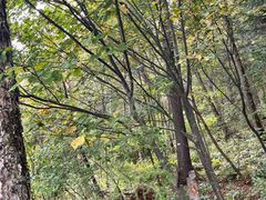 -五营红松林海景区