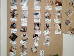 -楼上猫咖(罗湖店)