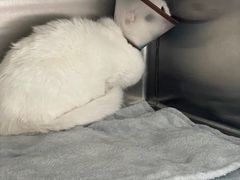 -艾贝尔宠物医院·狂犬免疫点(江山金象城店)