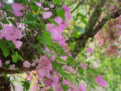 -深圳国际园林花卉博览园
