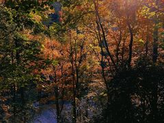 -云碧峰国家森林公园