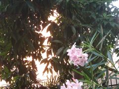 -晓港公园