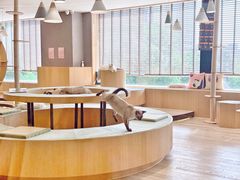-CAT’S MEWSTAR CAFE·喵星球猫屋(晴湾咖啡店)