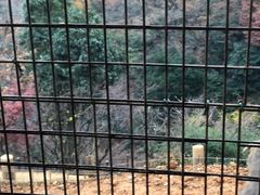 -岚山猴子公园