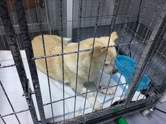 -达爱动物医院·犬猫分区·CT·复杂眼科(远洋山水分院)