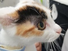 -艾吉宠物医院·疑难杂症转诊中心·猫友好(碧江路院)