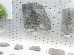 -浙江自然博物院(杭州馆)