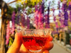 -呀路古热带植物园
