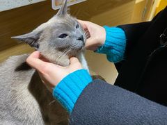 -滚猫咖啡·猫咖·猫友好撸猫(未来城店)