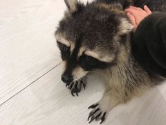 -浣熊柯尔鸭土拨鼠·电玩咖