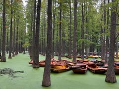 -渌洋湖湿地公园