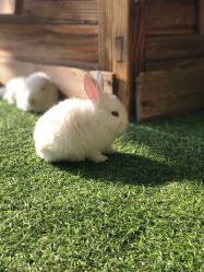 -萌宠亲子动物乐园(槐房万达店)