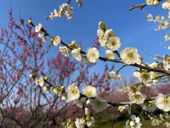 -花开海上生态园